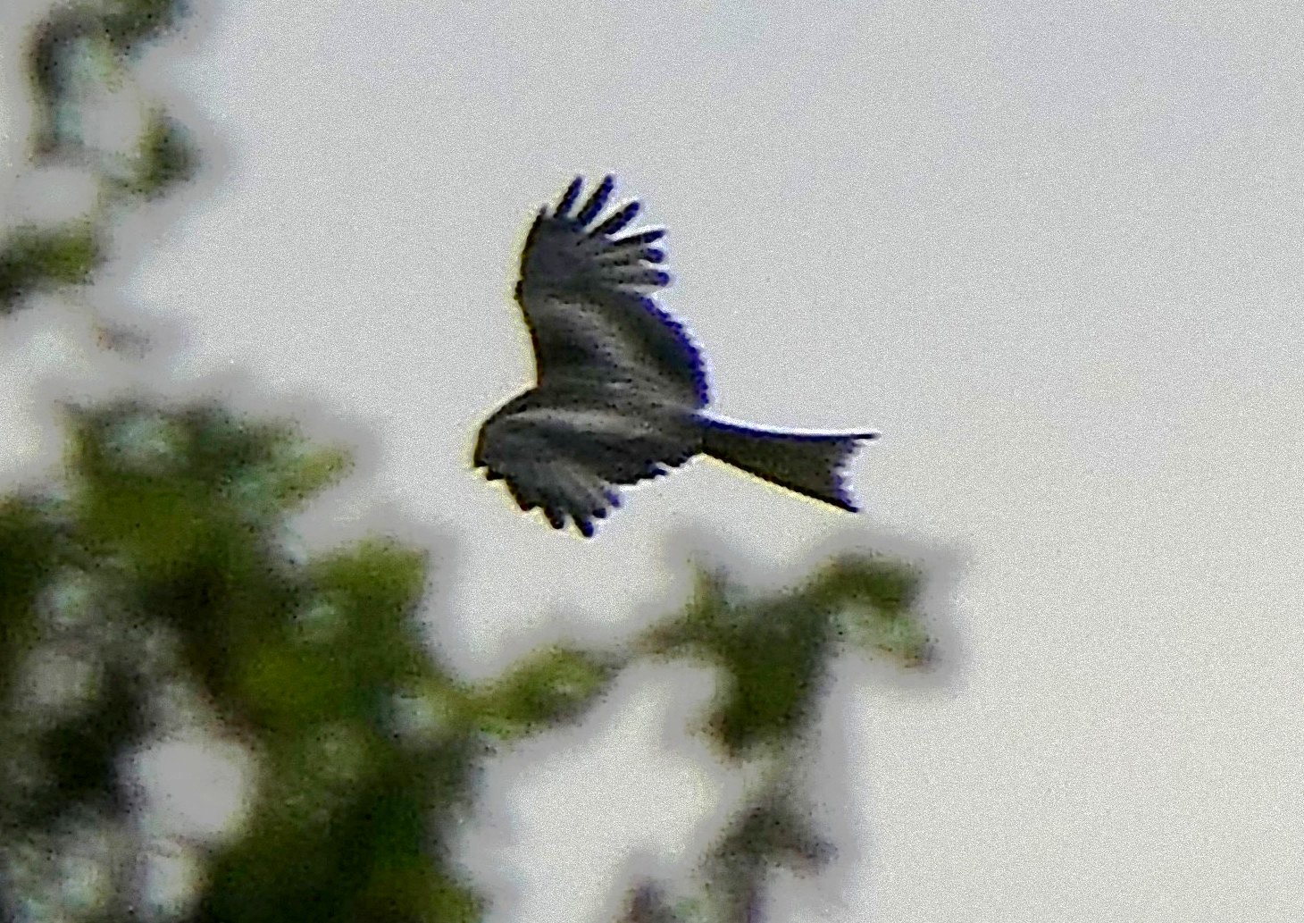 Vogelteldag 3 mei 2025